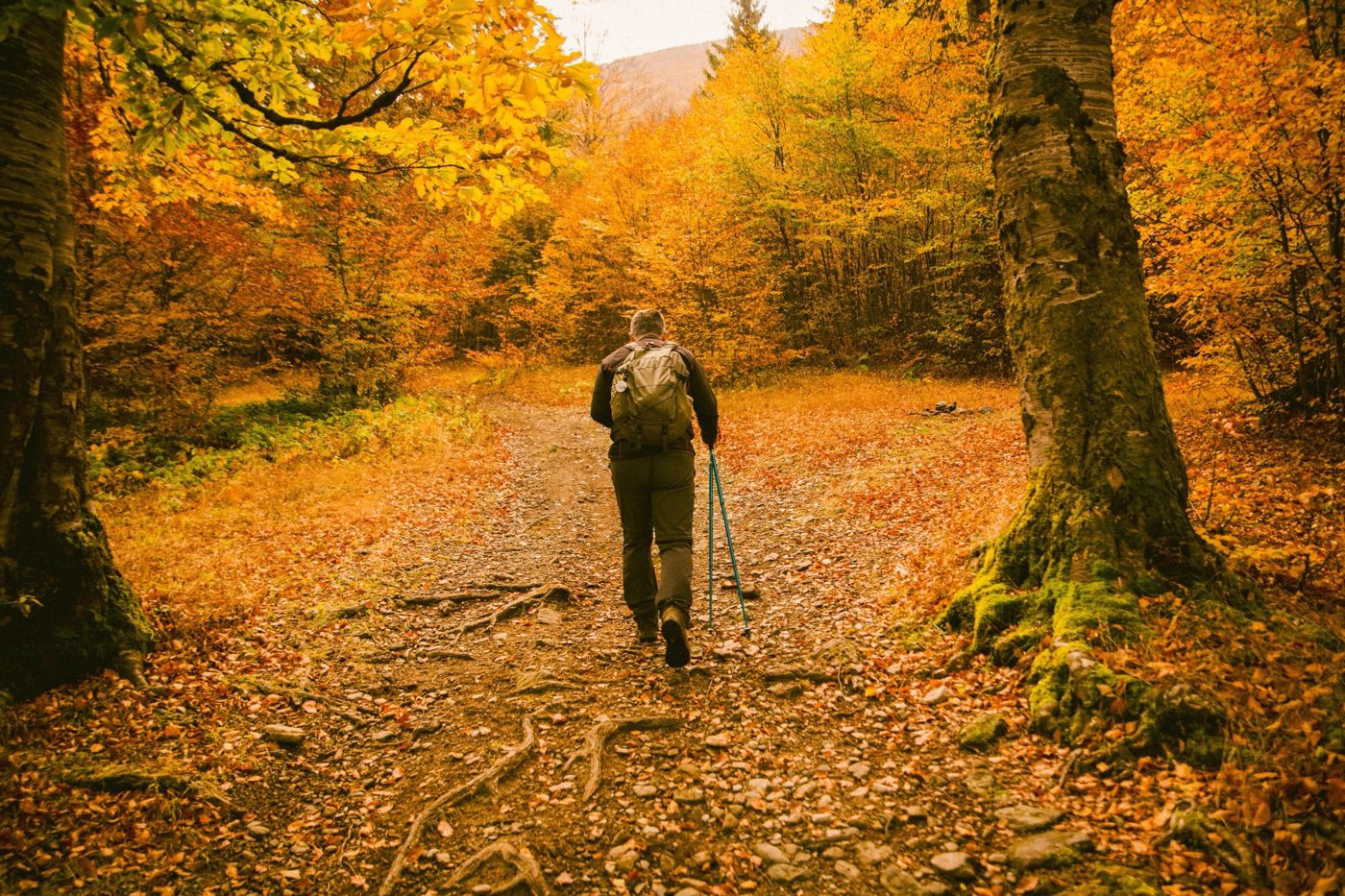 Hiker with trekking poles walking up a leaf-covered forest trail in autumn