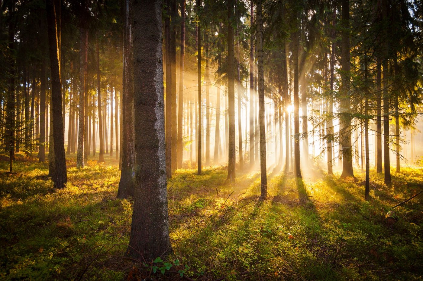 Morning sunlight streaming in rays through tall pine trees in a quiet forest